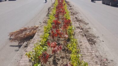 أعمال النظافة والتجميل والتشجير بميدان المحطة بحي أول طنطا