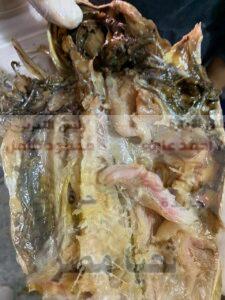  نصف طن من الفسيخ غير الصالح للاستهلاك الآدمي