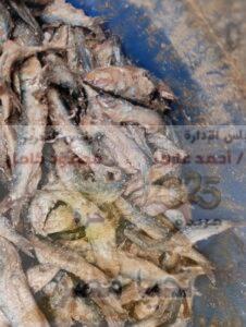 فسيخ غير الصالح للاستهلاك الآدمي